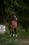 standing Swedish Warmblood