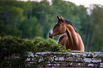 Swedish Warmblood portrait