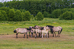 Eurasian wild horse backbreeding