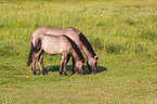 Eurasian wild horse backbreeding