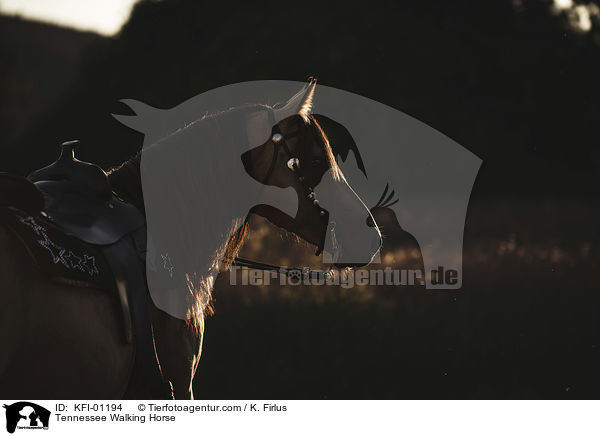 Tennessee Walking Horse / KFI-01194