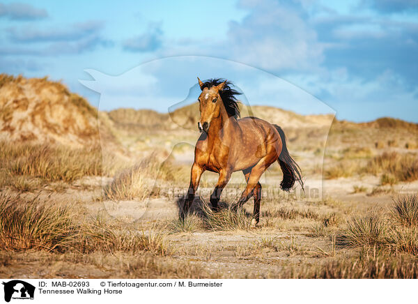 Tennessee Walking Horse / MAB-02693