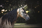 Tennessee Walking Horse