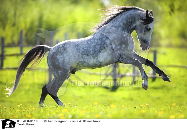Tersk Horse / ALK-01103