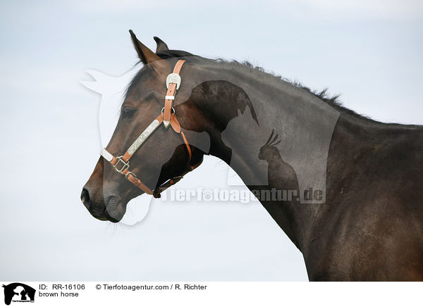 brown horse / RR-16106