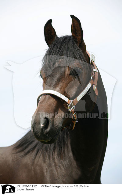 brown horse / RR-16117