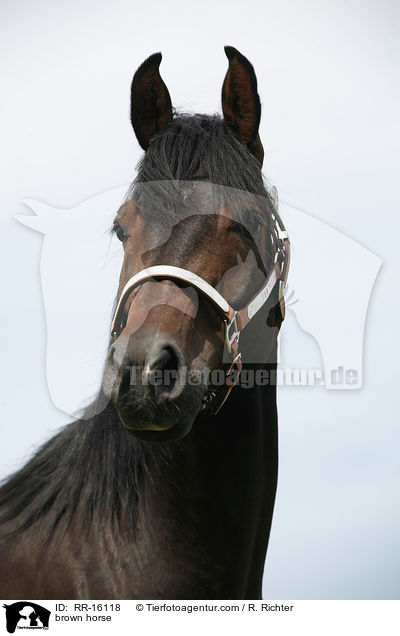 brown horse / RR-16118