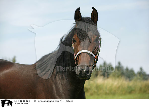 brown horse / RR-16120