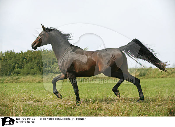 running horse / RR-16132