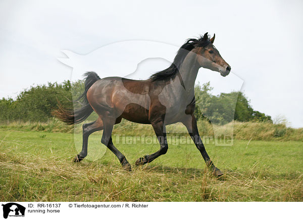 rennender Brauner / running horse / RR-16137