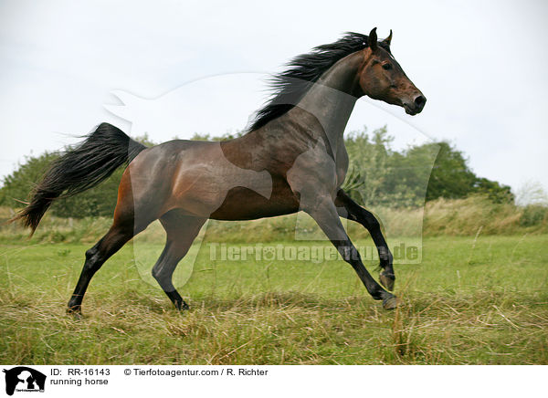 running horse / RR-16143