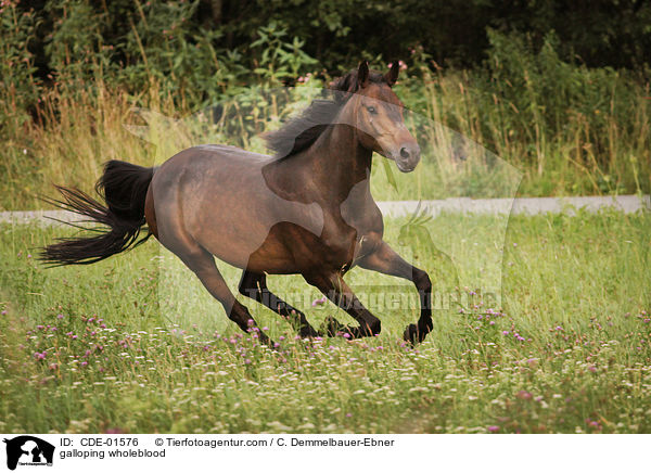 galoppierendes Vollblut / galloping wholeblood / CDE-01576