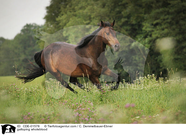 galoppierendes Vollblut / galloping wholeblood / CDE-01578