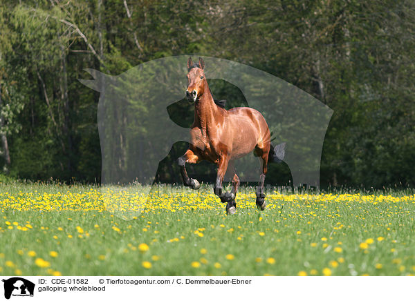 galoppierendes Vollblut / galloping wholeblood / CDE-01582