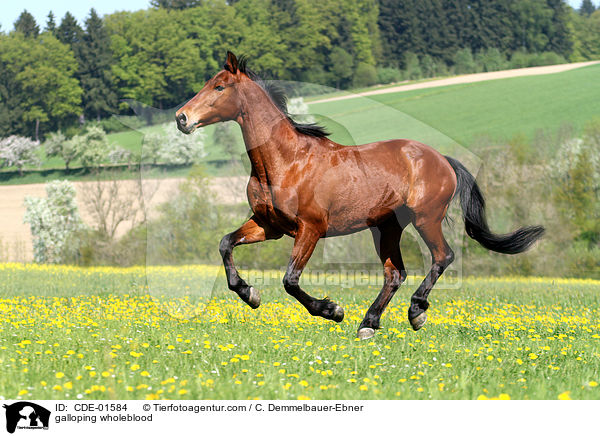 galoppierendes Vollblut / galloping wholeblood / CDE-01584
