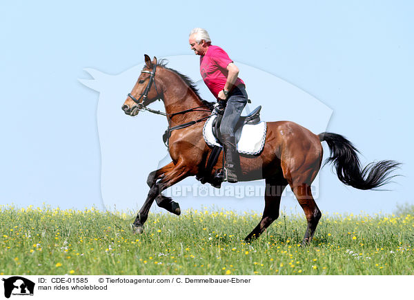 Mann reitet Vollblut / man rides wholeblood / CDE-01585