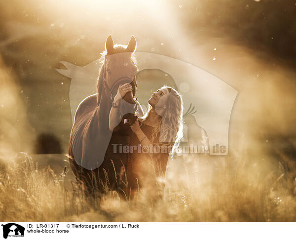 whole-blood horse / LR-01317