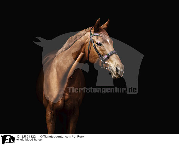 whole-blood horse / LR-01322