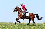 man rides wholeblood