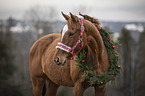 horse with christmas decoration
