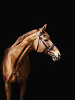 whole-blood horse