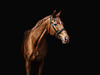 whole-blood horse