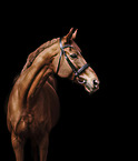 whole-blood horse