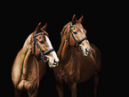 whole-blood horse