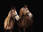 whole-blood horse
