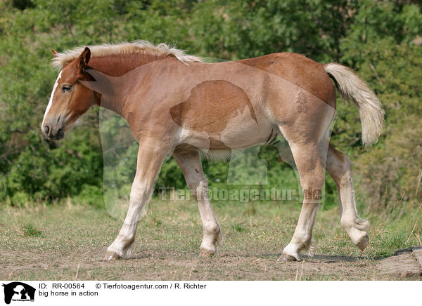 Thringer Kaltblut in Bewegung / big horse in action / RR-00564
