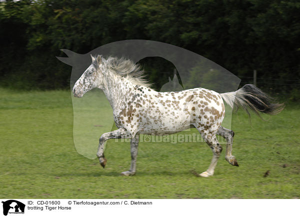 trotting Tiger Horse / CD-01600