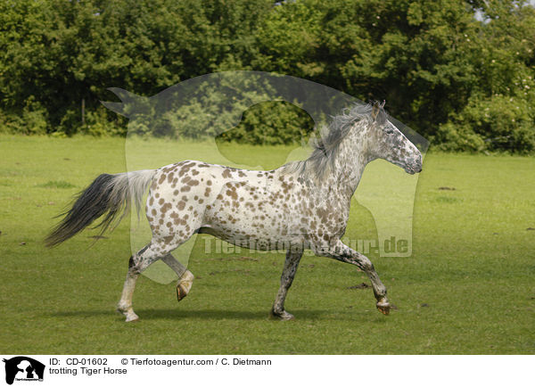 trotting Tiger Horse / CD-01602