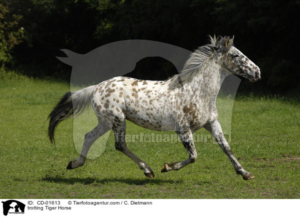 trotting Tiger Horse / CD-01613