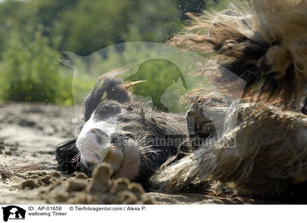 wallowing Tinker / AP-01658