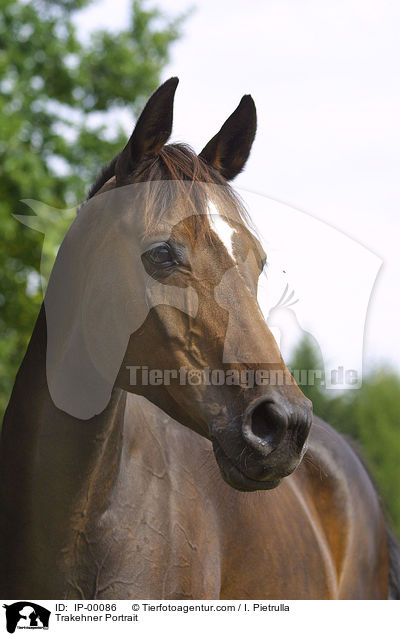 Trakehner Portrait / Trakehner Portrait / IP-00086