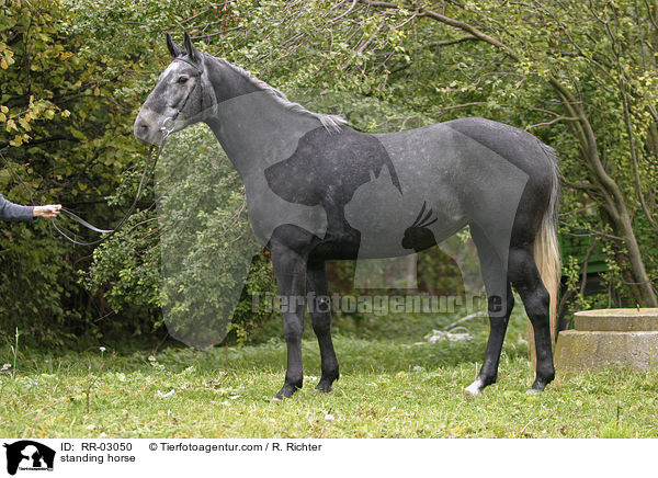 standing horse / RR-03050