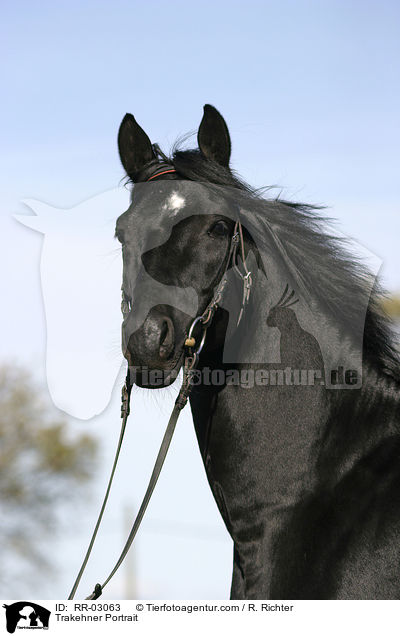 Trakehner Portrait / Trakehner Portrait / RR-03063