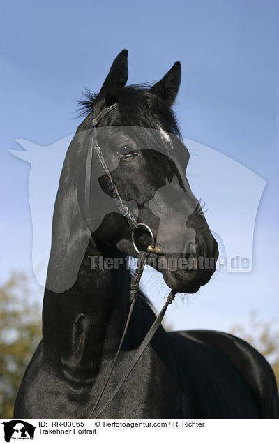 Trakehner Portrait / RR-03065