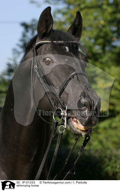 Trakehner beim wiehern / whinnying horse / IP-01333