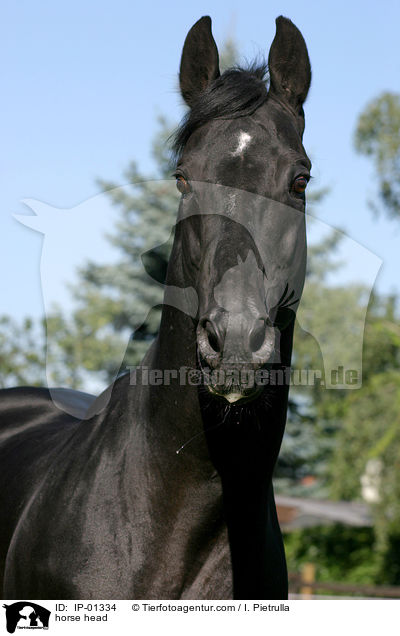 Trakehner im Portrait / horse head / IP-01334