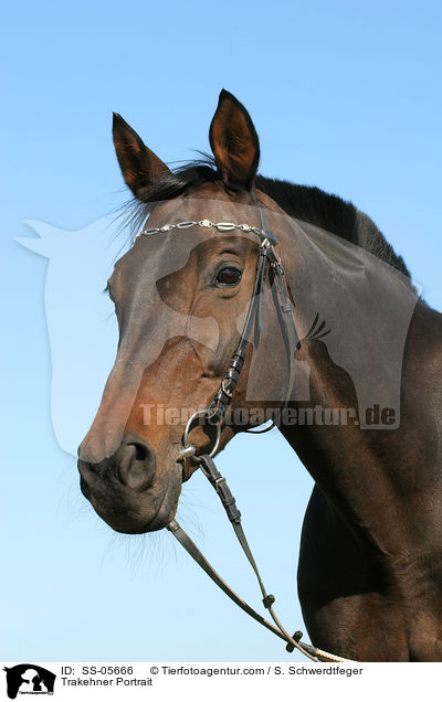 Trakehner Portrait / SS-05666