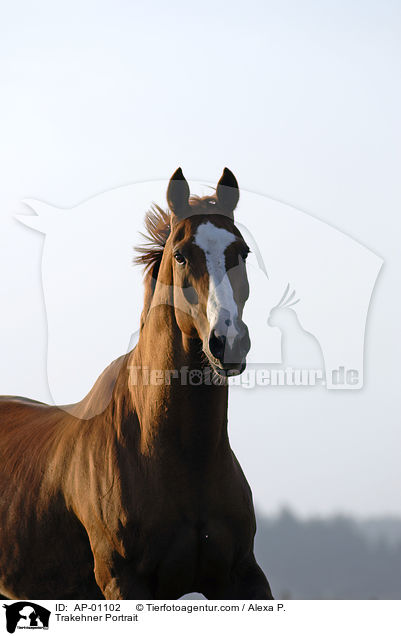Trakehner Portrait / Trakehner Portrait / AP-01102