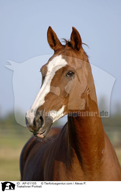 Trakehner Portrait / Trakehner Portrait / AP-01105