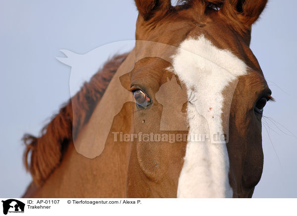 Trakehner / Trakehner / AP-01107