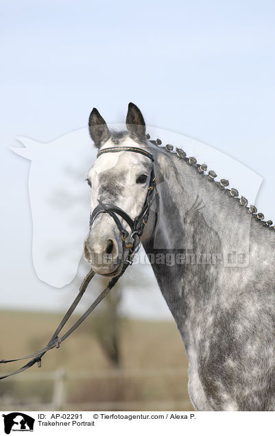 Trakehner Portrait / Trakehner Portrait / AP-02291