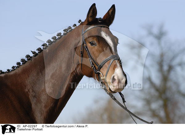 Trakehner Portrait / AP-02297