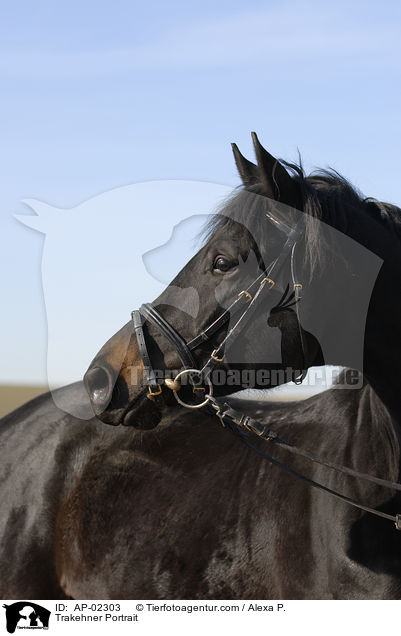 Trakehner Portrait / AP-02303