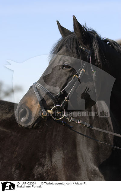 Trakehner Portrait / Trakehner Portrait / AP-02304