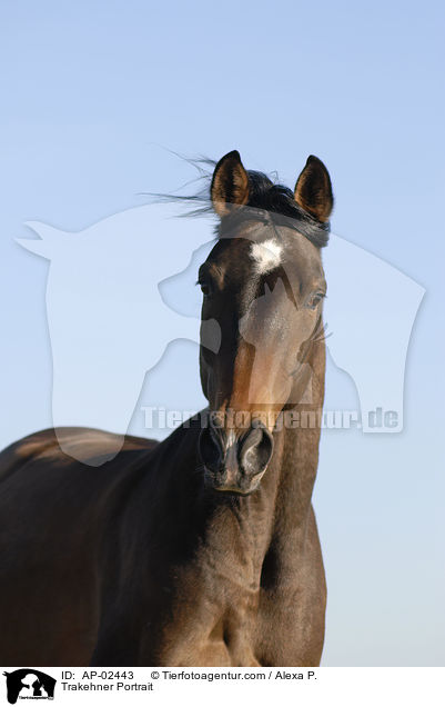 Trakehner Portrait / AP-02443