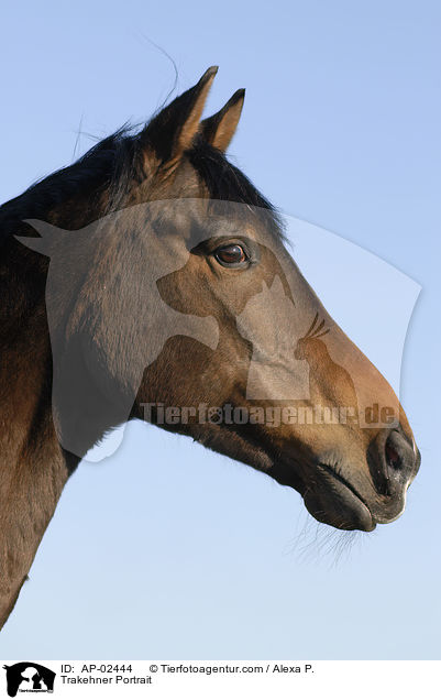 Trakehner Portrait / AP-02444